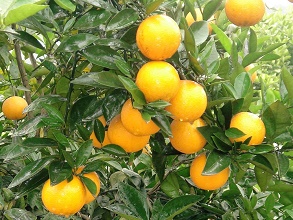 經(jīng)過(guò)太陽(yáng)能殺蟲(chóng)燈防治后的冰糖橙