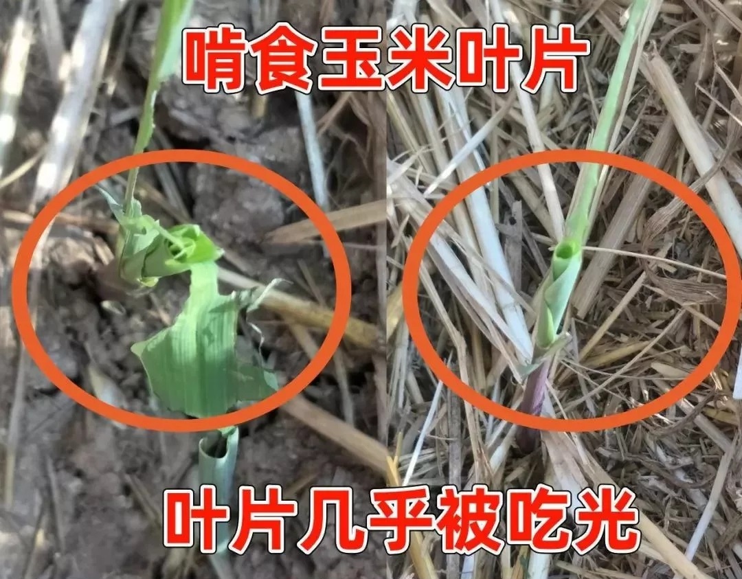 βݵ؝ҹ꣬߿՜y(c)(bo)КԵ